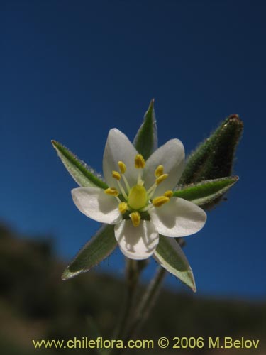 Spergularia sp. #2325の写真