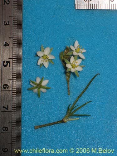 Image of Spergularia sp. #2325 (). Click to enlarge parts of image.