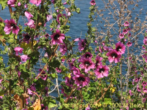 Image of Malva assurgentiflora (Malvaloca / Malvavisca). Click to enlarge parts of image.