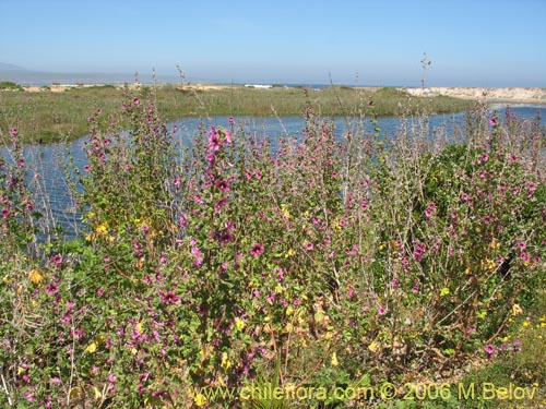 Imágen de Malva assurgentiflora (Malvaloca / Malvavisca). Haga un clic para aumentar parte de imágen.