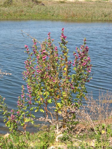 Image of Malva assurgentiflora (Malvaloca / Malvavisca). Click to enlarge parts of image.