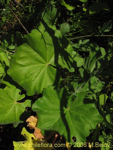 Imágen de Malva assurgentiflora (Malvaloca / Malvavisca). Haga un clic para aumentar parte de imágen.