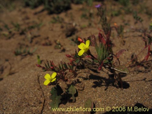 Bild von Epilobium sp. #2397 (). Klicken Sie, um den Ausschnitt zu vergrössern.