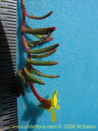 Image of Epilobium sp. #2397 (). Click to enlarge parts of image.