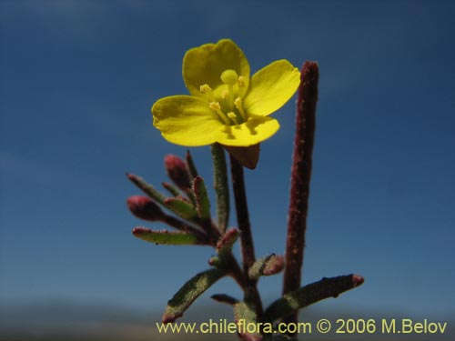 Epilobium sp. #2397의 사진