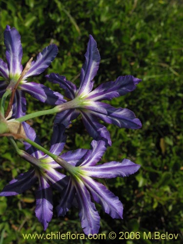 Bild von Leucocoryne vitatta (). Klicken Sie, um den Ausschnitt zu vergrössern.