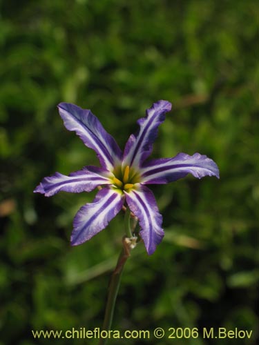 Bild von Leucocoryne vitatta (). Klicken Sie, um den Ausschnitt zu vergrössern.