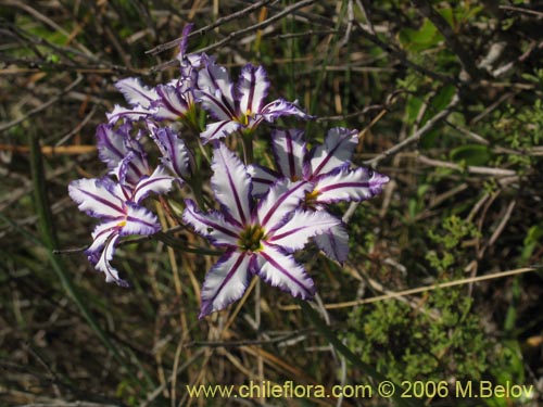 Bild von Leucocoryne vitatta (). Klicken Sie, um den Ausschnitt zu vergrössern.