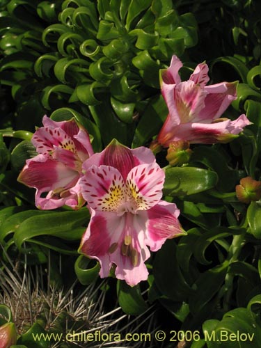 Image of Alstroemeria pelegrina (Pelegrina / Mariposa de Los Molles). Click to enlarge parts of image.