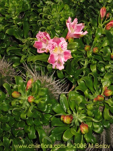 Bild von Alstroemeria pelegrina (Pelegrina / Mariposa de Los Molles). Klicken Sie, um den Ausschnitt zu vergrössern.