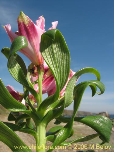 Bild von Alstroemeria pelegrina (Pelegrina / Mariposa de Los Molles). Klicken Sie, um den Ausschnitt zu vergrössern.