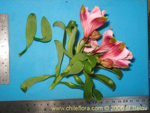 Bild von Alstroemeria pelegrina (Pelegrina / Mariposa de Los Molles). Klicken Sie, um den Ausschnitt zu vergrössern.