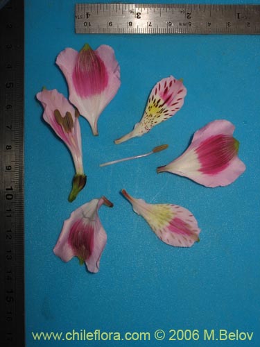 Image of Alstroemeria pelegrina (Pelegrina / Mariposa de Los Molles). Click to enlarge parts of image.