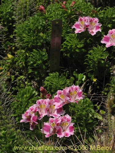 Imágen de Alstroemeria pelegrina (Pelegrina / Mariposa de Los Molles). Haga un clic para aumentar parte de imágen.