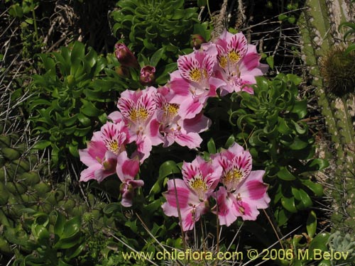 Image of Alstroemeria pelegrina (Pelegrina / Mariposa de Los Molles). Click to enlarge parts of image.