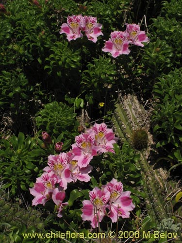 Imágen de Alstroemeria pelegrina (Pelegrina / Mariposa de Los Molles). Haga un clic para aumentar parte de imágen.