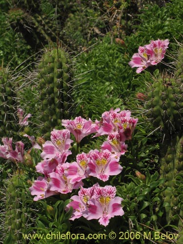 Image of Alstroemeria pelegrina (Pelegrina / Mariposa de Los Molles). Click to enlarge parts of image.