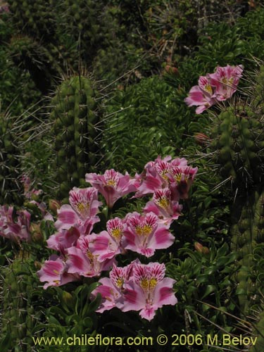 Imágen de Alstroemeria pelegrina (Pelegrina / Mariposa de Los Molles). Haga un clic para aumentar parte de imágen.