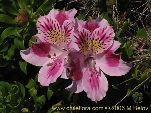 Image of Alstroemeria pelegrina (Pelegrina / Mariposa de Los Molles). Click to enlarge parts of image.