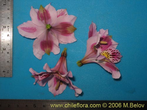 Imágen de Alstroemeria pelegrina (Pelegrina / Mariposa de Los Molles). Haga un clic para aumentar parte de imágen.