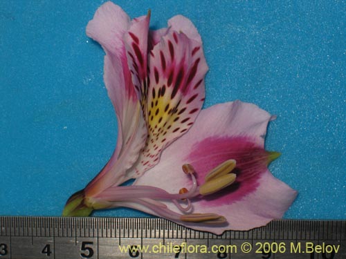 Image of Alstroemeria pelegrina (Pelegrina / Mariposa de Los Molles). Click to enlarge parts of image.