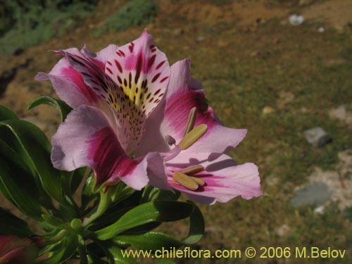 Bild von Alstroemeria pelegrina (Pelegrina / Mariposa de Los Molles). Klicken Sie, um den Ausschnitt zu vergrössern.
