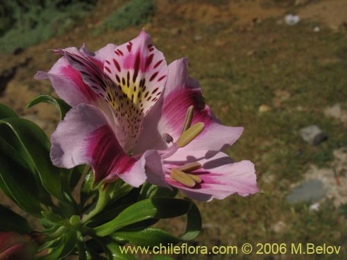 Imágen de Alstroemeria pelegrina (Pelegrina / Mariposa de Los Molles). Haga un clic para aumentar parte de imágen.