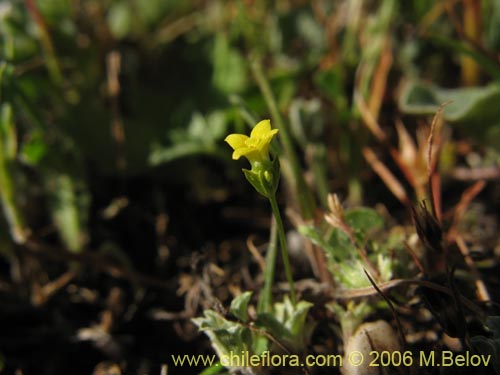 Imágen de Planta no identificada sp. #2323 (). Haga un clic para aumentar parte de imágen.