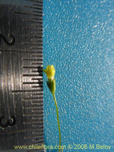 Image of Unidentified Plant sp. #2323 (). Click to enlarge parts of image.