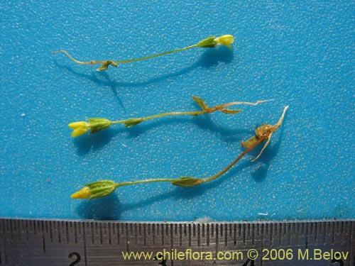 Image of Unidentified Plant sp. #2323 (). Click to enlarge parts of image.