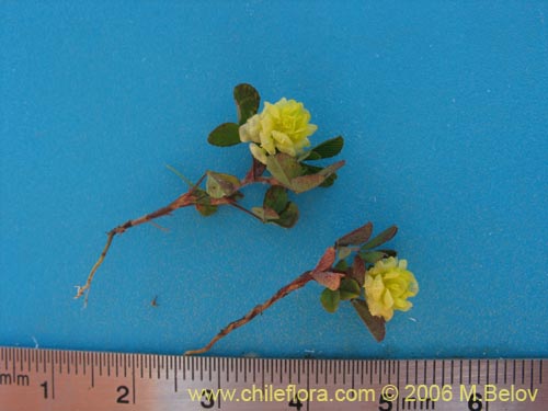 Trifolium sp. #2324的照片
