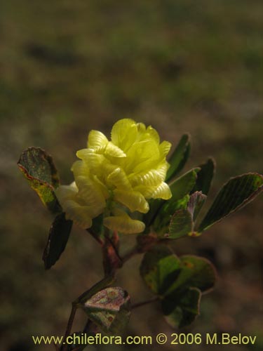 Imágen de Trifolium sp. #2324 (). Haga un clic para aumentar parte de imágen.