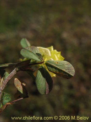 Imágen de Trifolium sp. #2324 (). Haga un clic para aumentar parte de imágen.