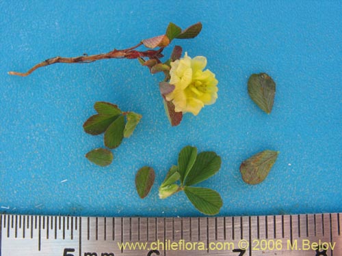 Image of Trifolium sp. #2324 (). Click to enlarge parts of image.