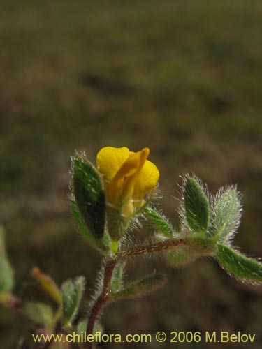 Imágen de Adesmia sp. #1619 (). Haga un clic para aumentar parte de imágen.