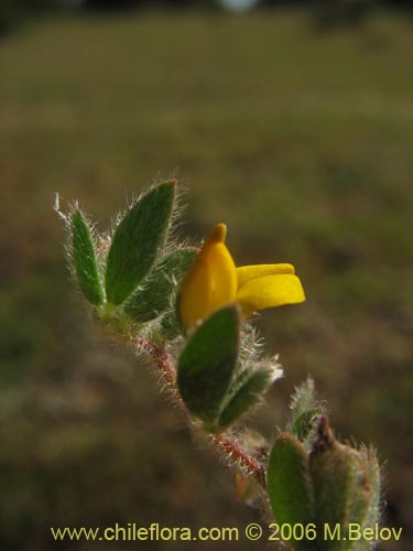 Imágen de Adesmia sp. #1619 (). Haga un clic para aumentar parte de imágen.