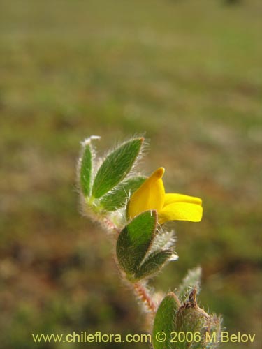 Imágen de Adesmia sp. #1619 (). Haga un clic para aumentar parte de imágen.