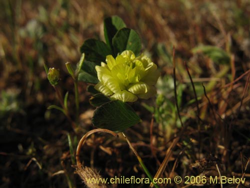 Trifolium sp. #2324의 사진