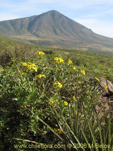 Image of Flourensia thurifera (Maravilla del campo / Incienso). Click to enlarge parts of image.