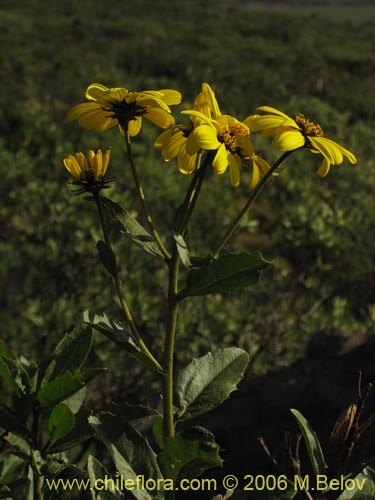 Image of Flourensia thurifera (Maravilla del campo / Incienso). Click to enlarge parts of image.