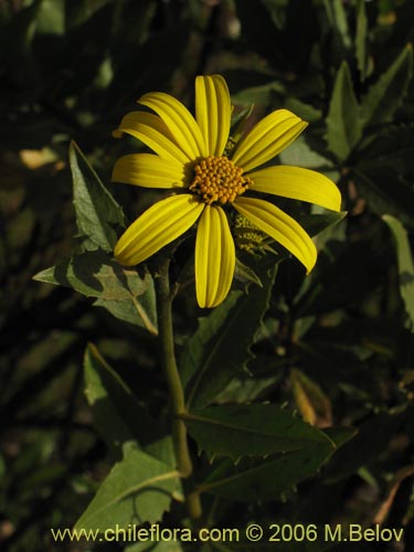 Image of Flourensia thurifera (Maravilla del campo / Incienso). Click to enlarge parts of image.