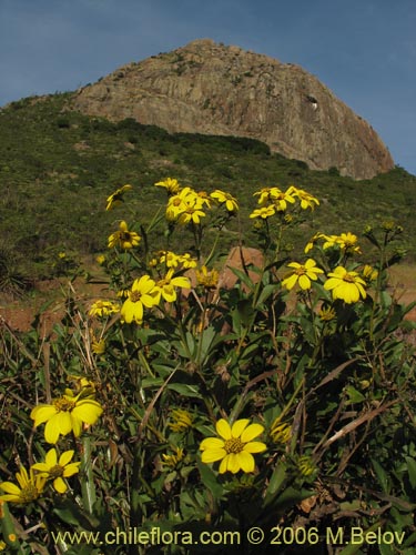 Imágen de Flourensia thurifera (Maravilla del campo / Incienso). Haga un clic para aumentar parte de imágen.