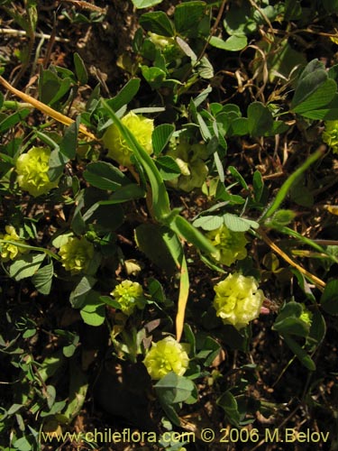 Image of Trifolium sp. #2324 (). Click to enlarge parts of image.