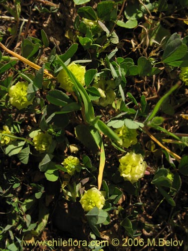 Bild von Trifolium sp. #2324 (). Klicken Sie, um den Ausschnitt zu vergrössern.