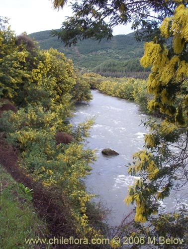 Фотография Acacia dealbata (Aromo (de castilla)). Щелкните, чтобы увеличить вырез.