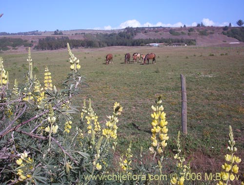 Image of Lupinus arboreus (Chocho / Altramuz). Click to enlarge parts of image.