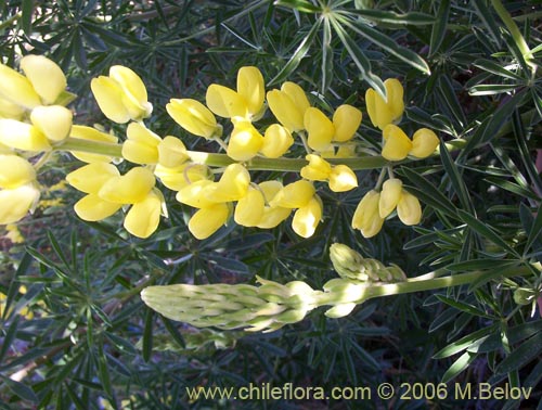 Imágen de Lupinus arboreus (Chocho / Altramuz). Haga un clic para aumentar parte de imágen.