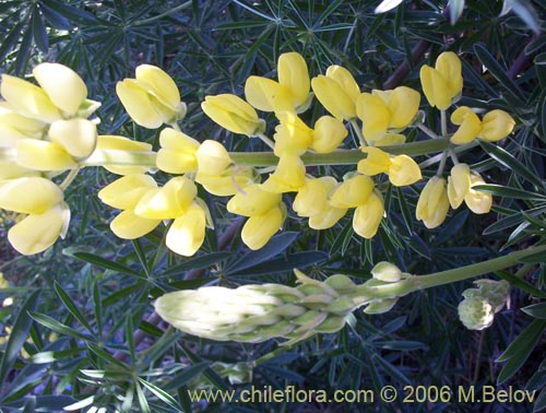 Image of Lupinus arboreus (Chocho / Altramuz). Click to enlarge parts of image.