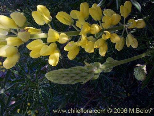 Bild von Lupinus arboreus (Chocho / Altramuz). Klicken Sie, um den Ausschnitt zu vergrössern.