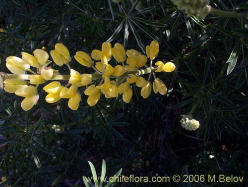 Image of Lupinus arboreus (Chocho / Altramuz). Click to enlarge parts of image.